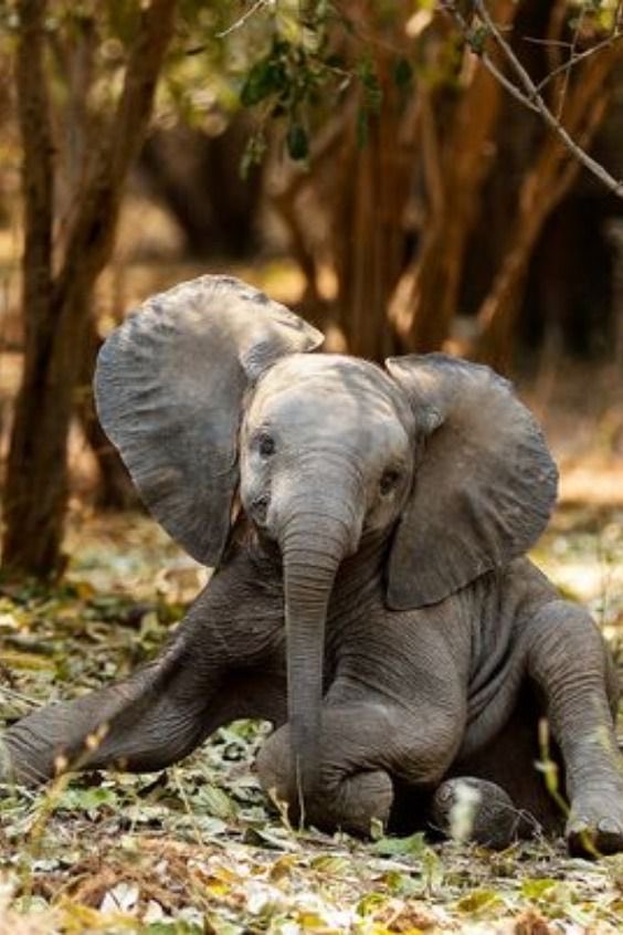 babyelephant.jpg