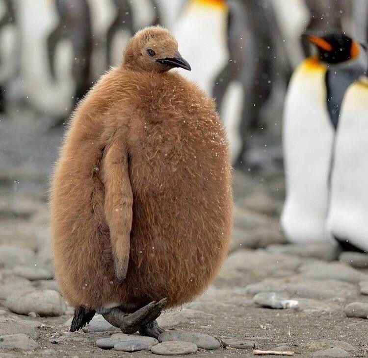 babypenguin.jpg