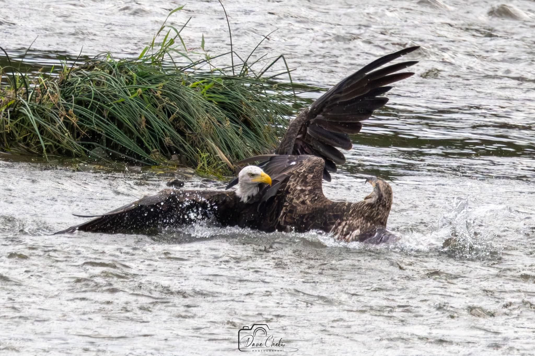 baldeagleandgoldeneagle.jpg