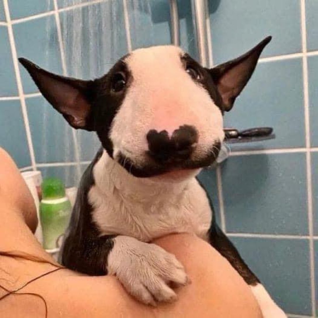 bateardog.jpg