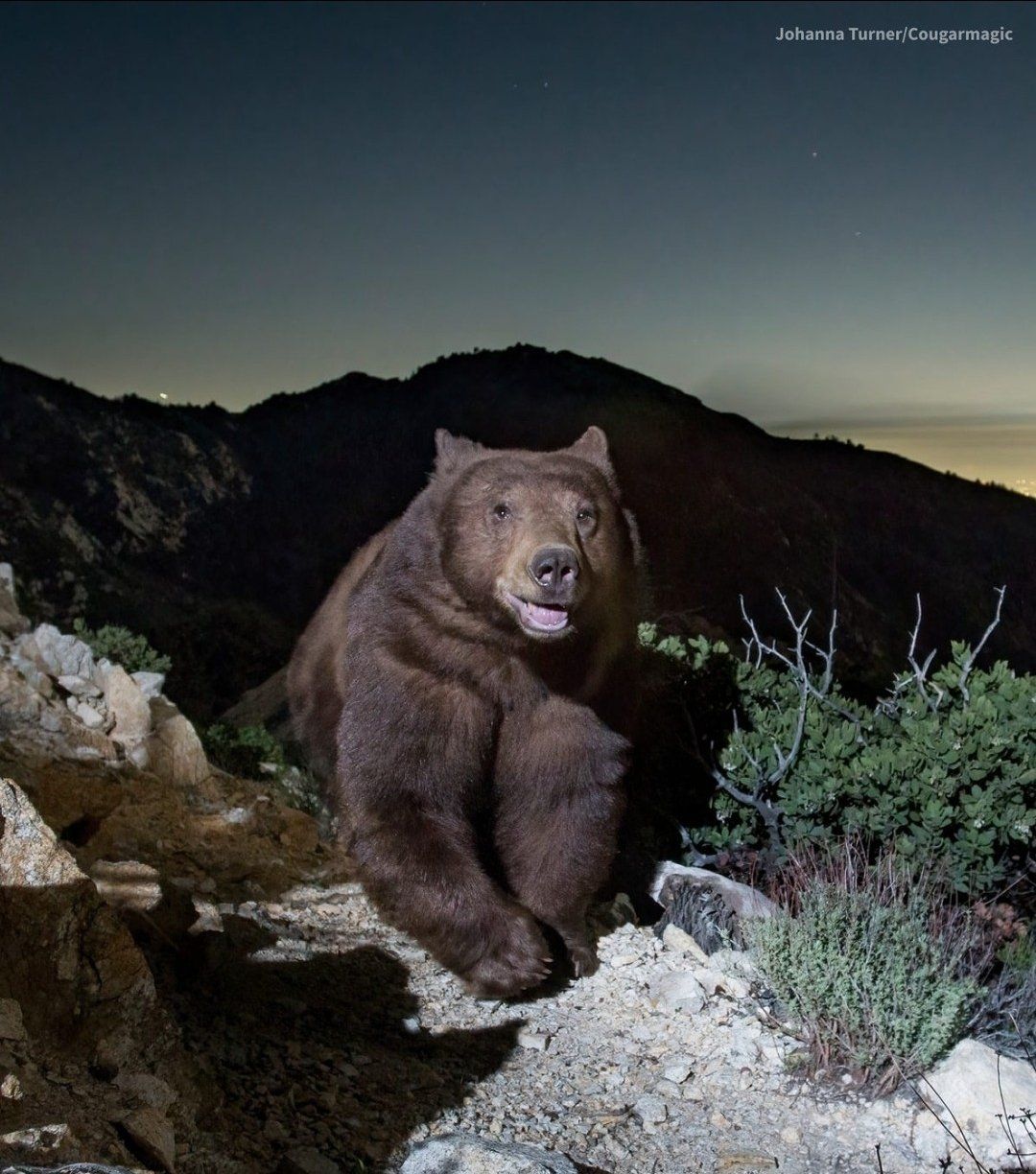 bearisreadyforhiscloseup.jpg