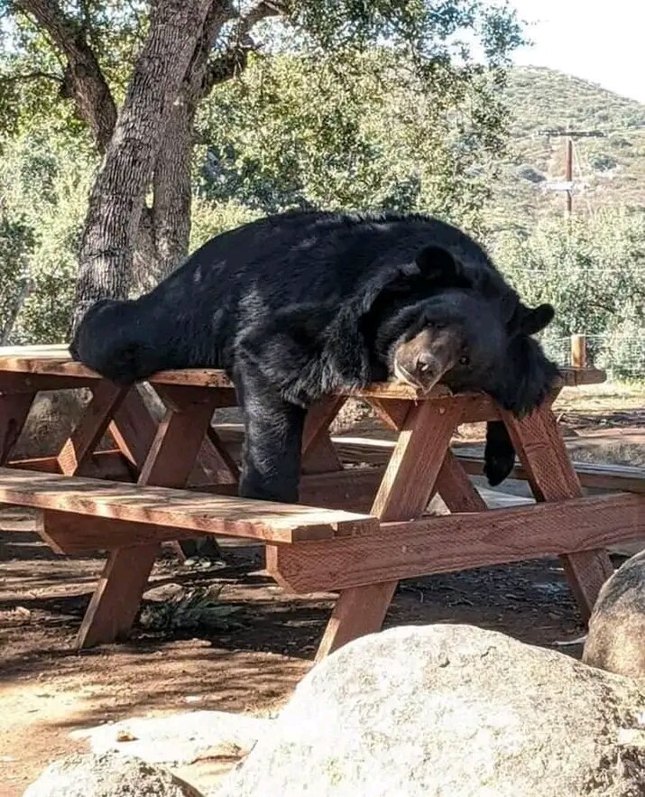 bearonpicnictable.jfif