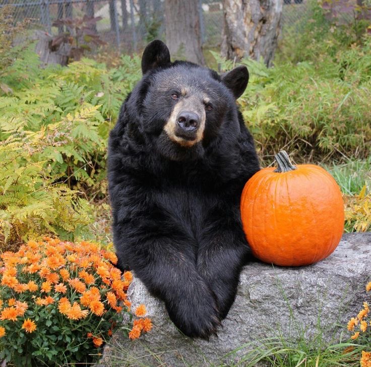 bearpumpkin.jpg