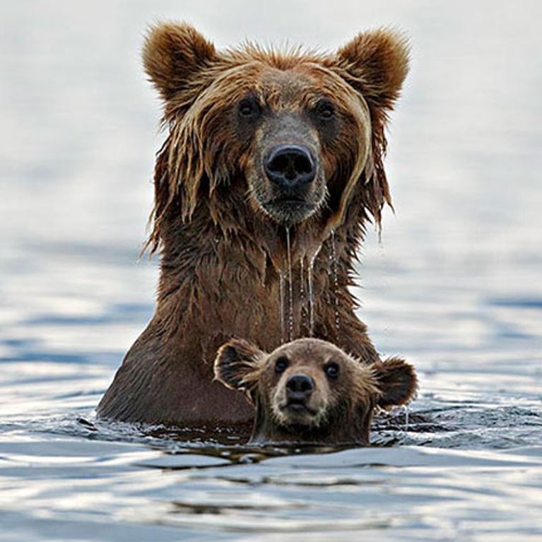 bearsinwater.jpg