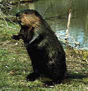 beavers-01.jpg