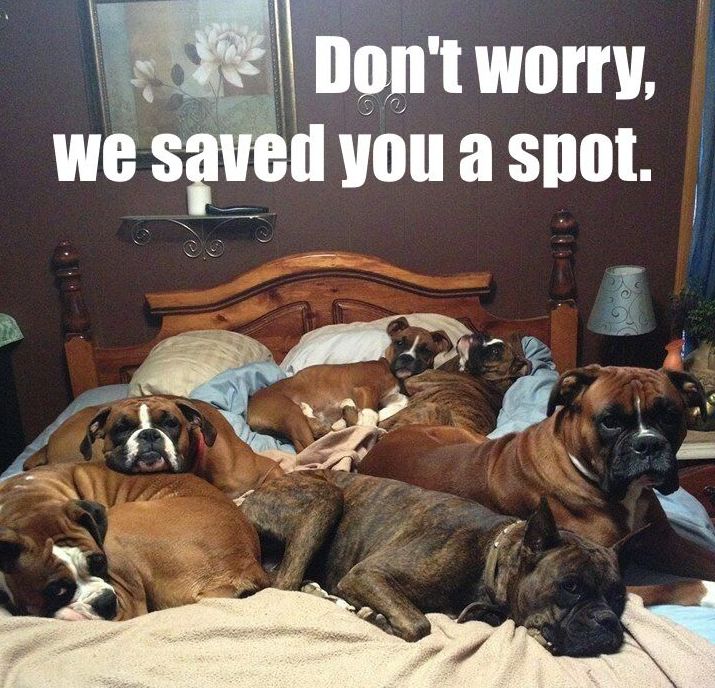 bed-full-of-dogs.jpg