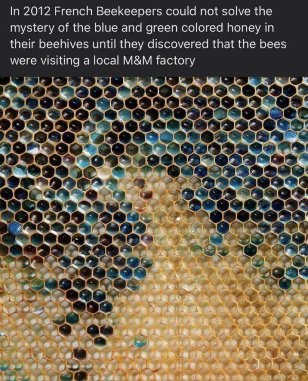 bees.jpg