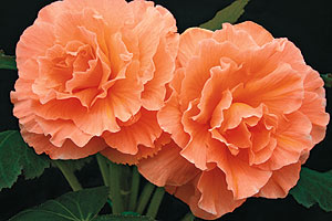 begonias-johnsmith.jpg