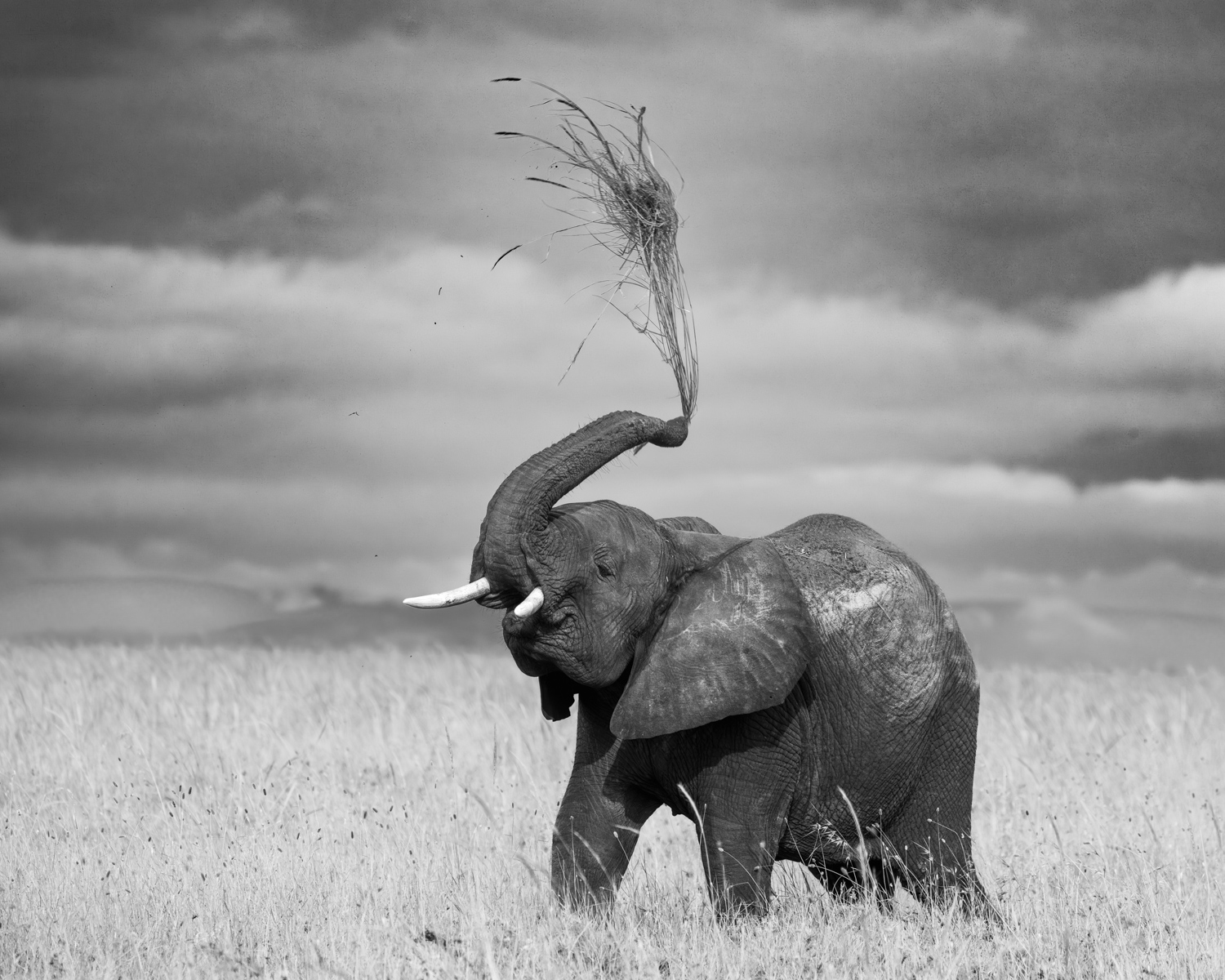 bernabephotoelephant.jpg