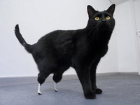 bioniccat567.jpg