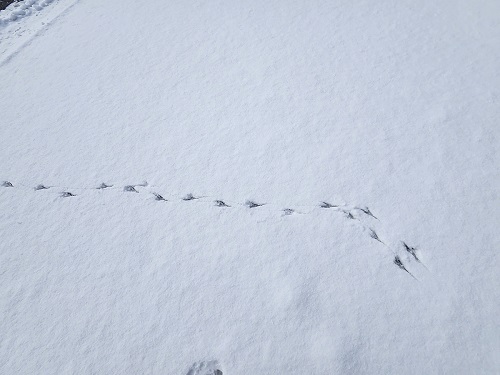 birdprints1a.jpg