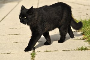 black_cat_stock_09_by_windfuchs-d4ldnra.jpg