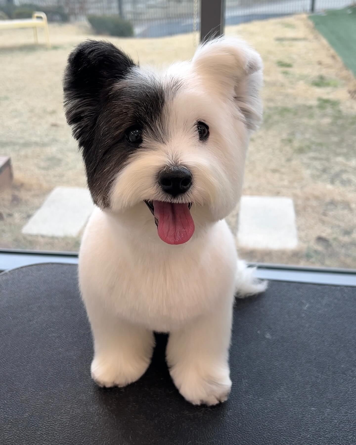 blackandwhitepuppy.jpg