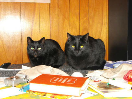 blackcats.jpg