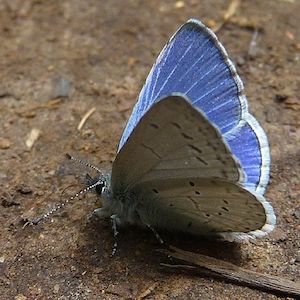 blue_butterfly_503.jpg