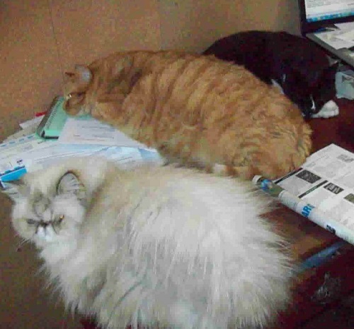 bookstrcats.jpg