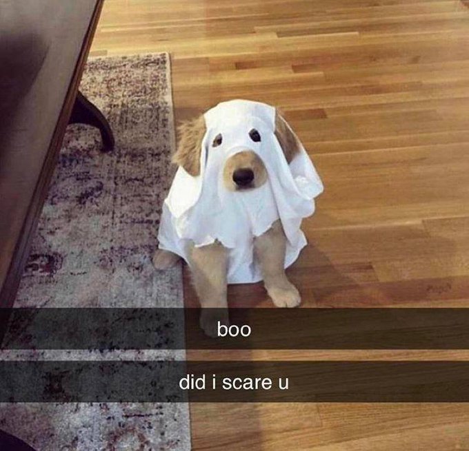 boothedog.jpg
