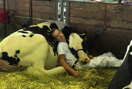 boy-cow-take-nap-together-mitchell-miner-iowa-state-fair-coverimage.jpg