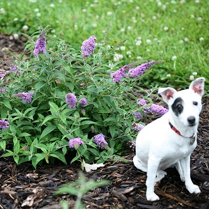 buddleialilacchip.jpg