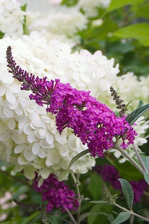 buddleiamissruby.jpg