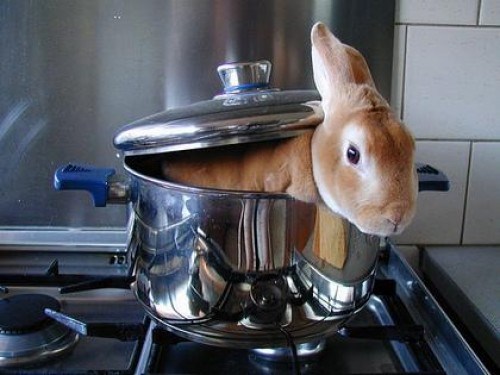 bunnyboiler.jpeg