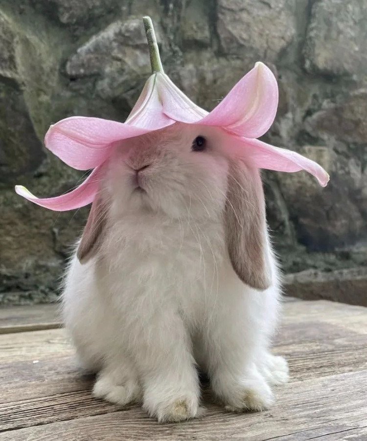 bunnywithaflowerhat.jpg