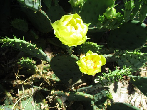 cactussj2.JPG