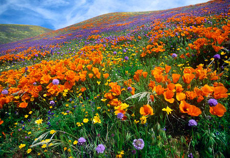 californiapoppy.jpg