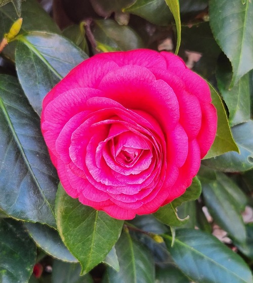 camelliafrm1.jfif