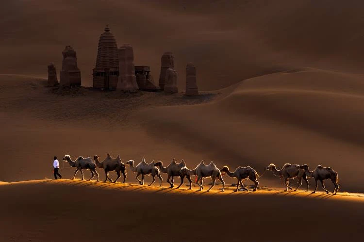 camelsinthedesert.png