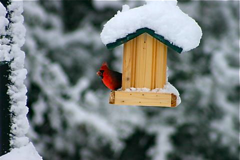 cardinal-at-feeder.jpg