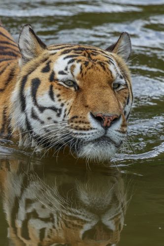 carla_manneh-tiger-10327175_1920.jpg