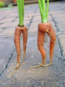 carrots.forked-225x300.jpg