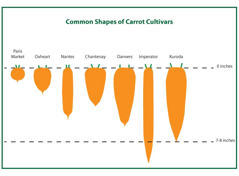 carrotshapes.jpg