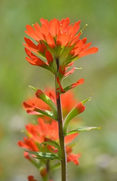 castilleja-coccinea-indian-paint.jpg