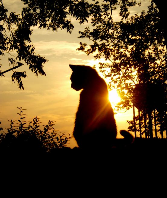 cat-and-sunset.jpg