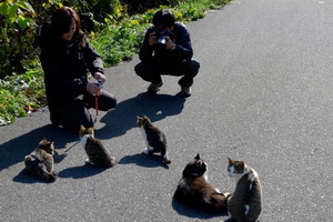 cat-island-japan-tourists-650x433.jpg