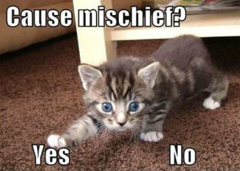 cat-meme-kitten-deciding-to-make-trouble-min.jpg