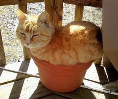 cat-sleeping-in-flower-pot.jpg