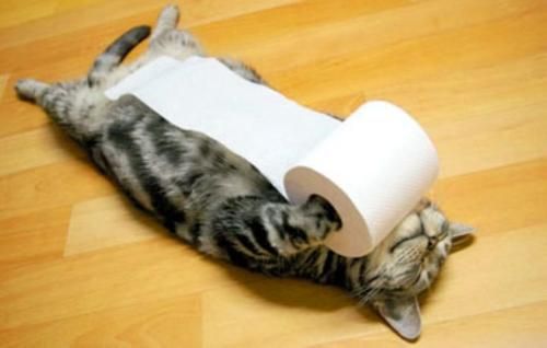 cat-tp.jpeg