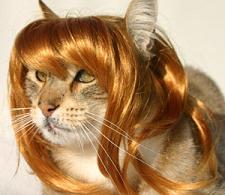 cat_wig.jpg