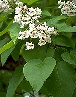 catalpa2.jpg