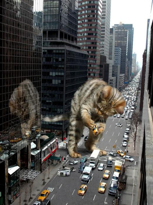 catattackcity.jpg