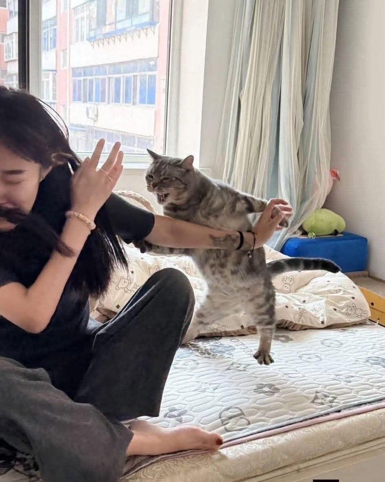 catattacks.jpg