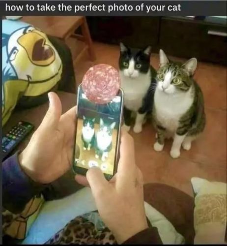 catcamera.jpg