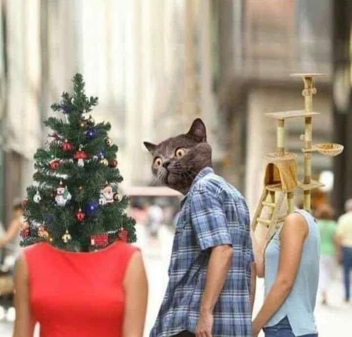 catchristmastree.jpg