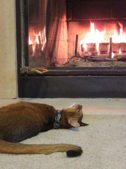 catfireplace.jpg