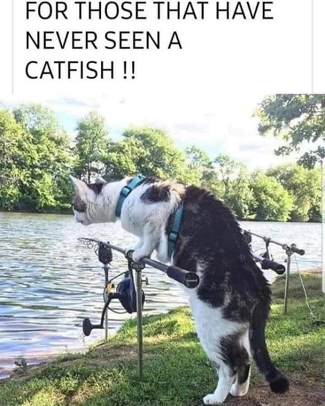 catfish.jpg