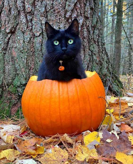 catinapumpkin.jpg