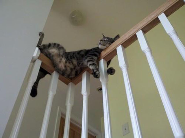 cats-sleeping-weird-places-stairs-railing.jpg